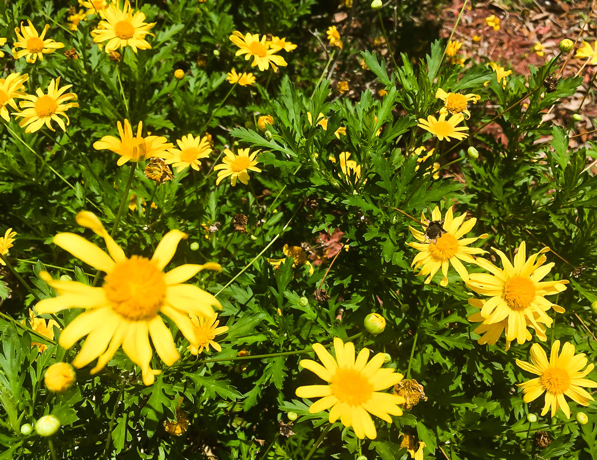 La flora, nuestro jardín