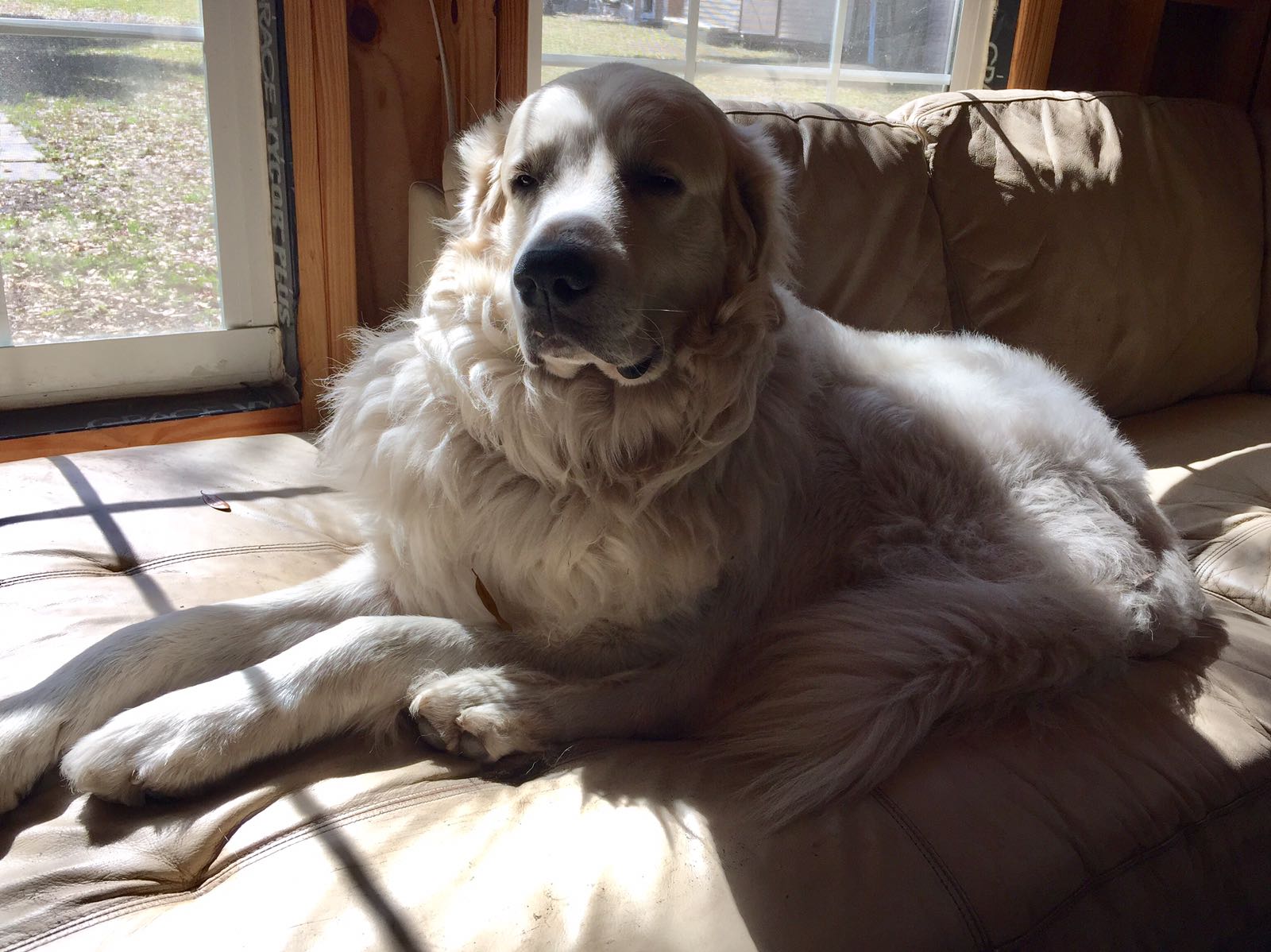 perro gigante de los pirineos