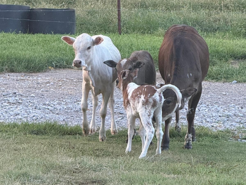 animales bebe