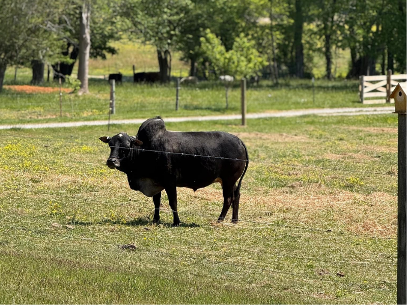 Orinoco - Bull
