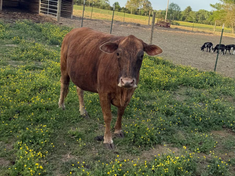 luz clarita cow