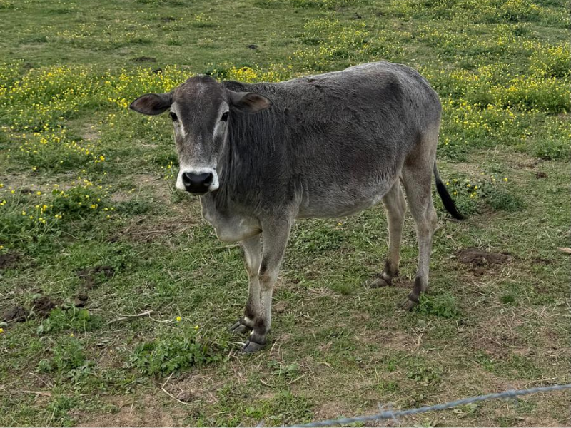 primavera cow