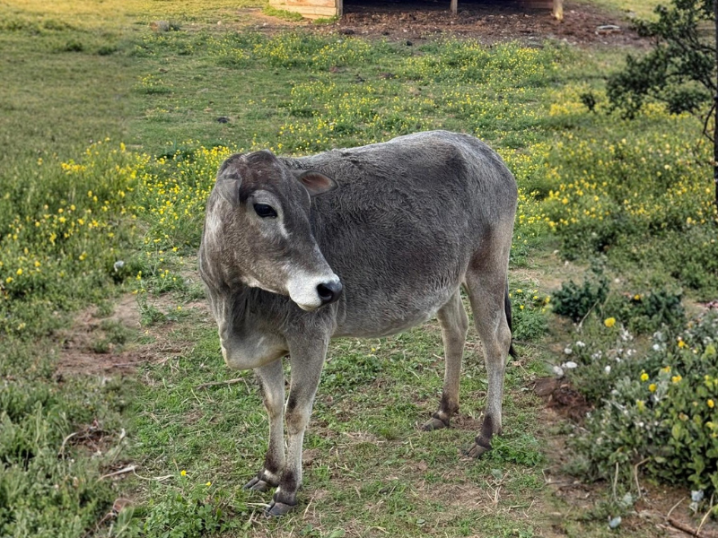 sole mio cow