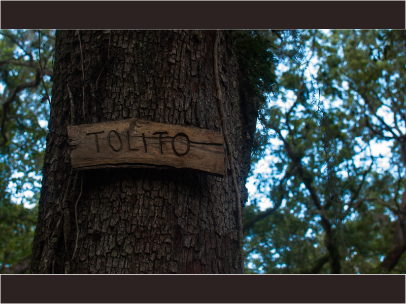 casa de madera en arboles