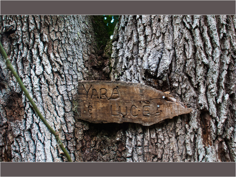 informacion de arboles