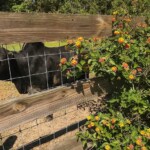 animales del rio orinoco